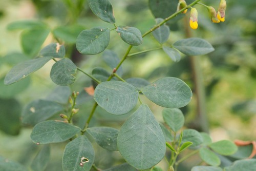 Goodia lotifolia (Clover-leaved Poison) (alternate view 9)