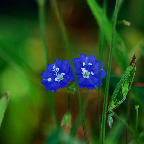 Evolvulus alsinoides (tropical speedwell) (alternate view 4)