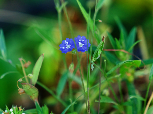Evolvulus alsinoides (tropical speedwell) (alternate view 5)