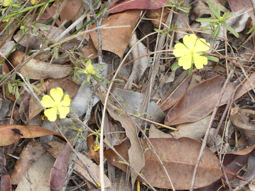 Hibbertia linearis (Showy Guinea Flower) (alternate view 4)