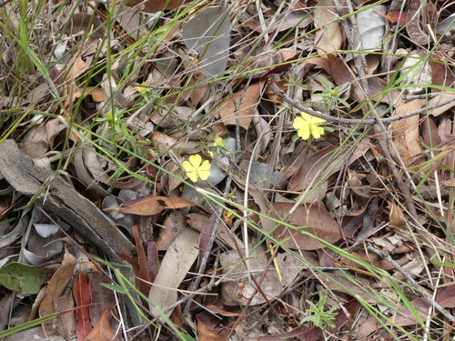 Hibbertia linearis (Showy Guinea Flower) (alternate view 5)