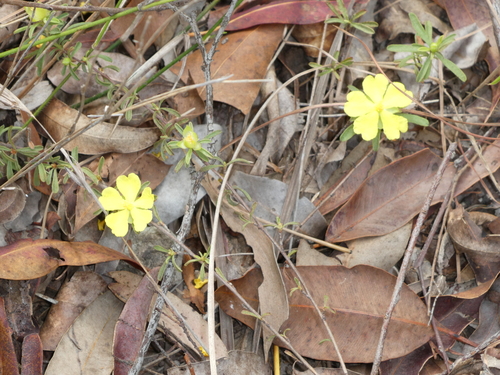 Hibbertia linearis (Showy Guinea Flower) (alternate view 7)