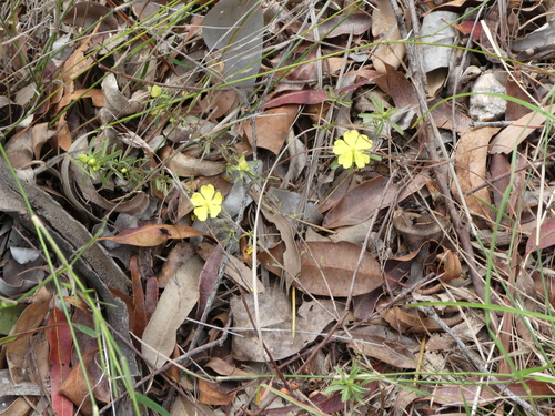 Hibbertia linearis (Showy Guinea Flower) (alternate view 6)