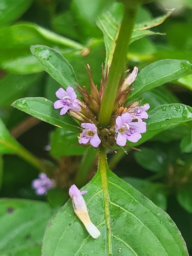 Dyschoriste nagchana