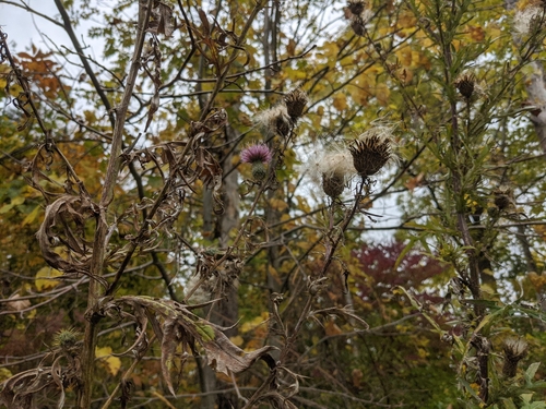 Cirsium discolor (field thistle) (alternate view 4)