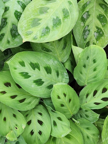 Maranta leuconeura (Prayer Plant) (alternate view 9)