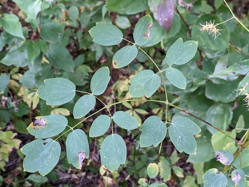 Thalictrum dasycarpum (purple meadow-rue) (alternate view 2)