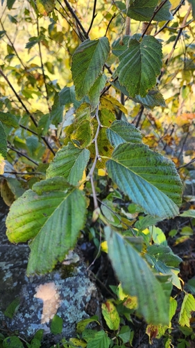 Alnus incana (Mountain Alder) (alternate view 4)