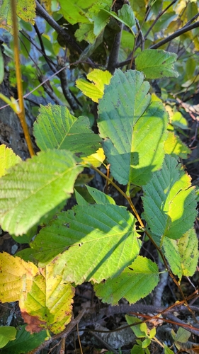 Alnus incana (Mountain Alder) (alternate view 5)