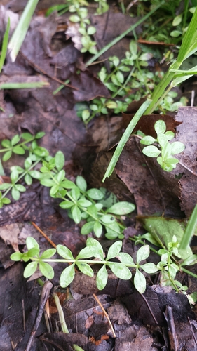 Galium palustre (Common Marsh-bedstraw)