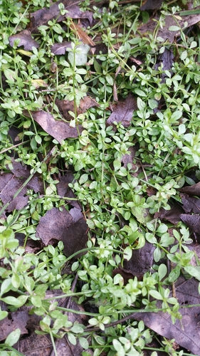 Galium palustre (Common Marsh-bedstraw)