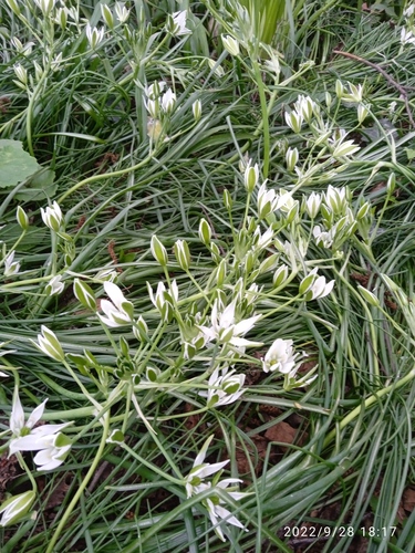 Ornithogalum umbellatum (common star-of-Bethlehem)