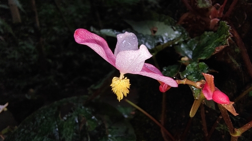 Begonia longiciliata (Begonia Longiciliata) (alternate view 5)