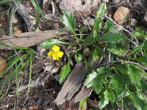 Goodenia blackiana (Black's goodenia) (alternate view 3)