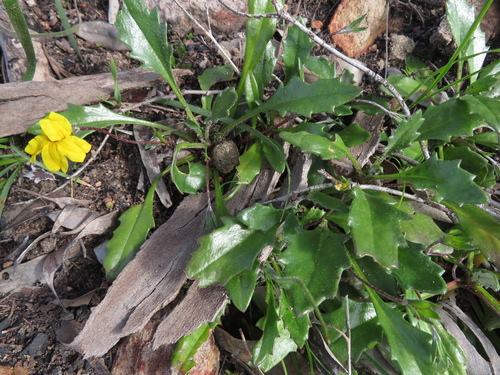 Goodenia blackiana (Black's goodenia) (alternate view 4)