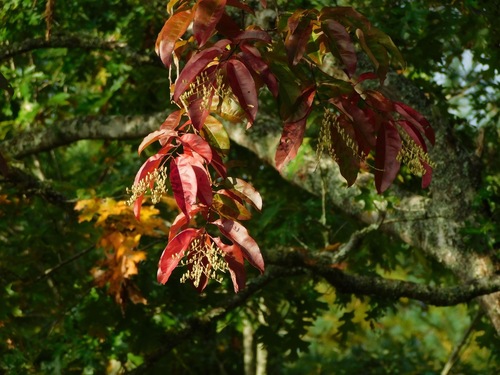 Oxydendrum arboreum (sourwood) (alternate view 2)