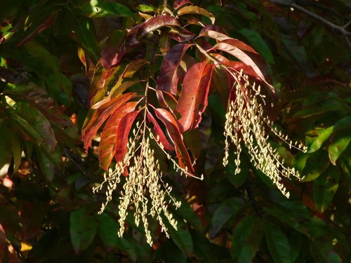 Oxydendrum arboreum (sourwood) (alternate view 3)