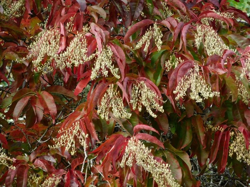 Oxydendrum arboreum (sourwood) (alternate view 4)
