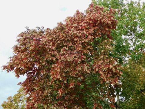 Oxydendrum arboreum (sourwood) (alternate view 5)