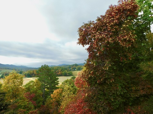 Oxydendrum arboreum (sourwood) (alternate view 6)