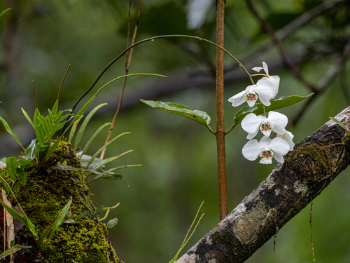Phalaenopsis (Moth Orchid) (alternate view 5)