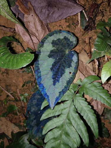 Begonia longiciliata (Begonia Longiciliata) (alternate view 4)