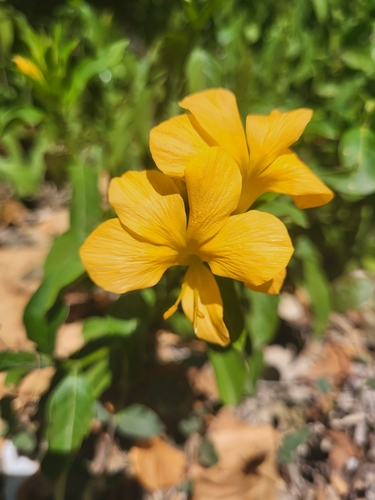 Barleria (Bushviolets) (alternate view 5)