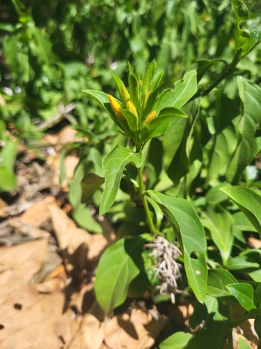 Barleria (Bushviolets) (alternate view 6)