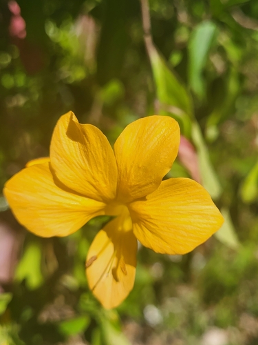 Barleria (Bushviolets) (alternate view 7)