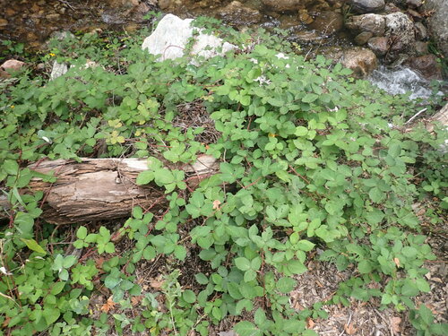 Rubus armeniacus (Himalayan blackberry) (alternate view 3)