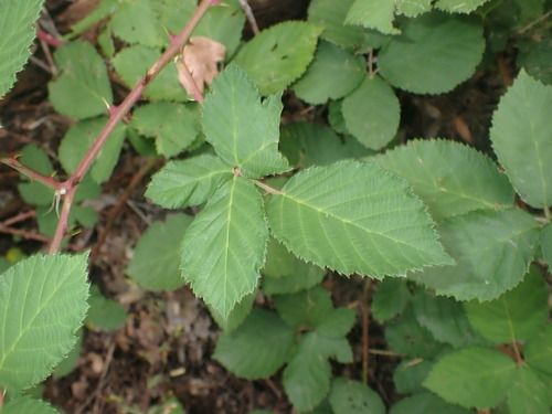 Rubus armeniacus (Himalayan blackberry) (alternate view 4)