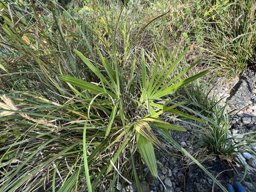 Trachycarpus fortunei (windmill palm)