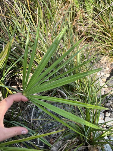 Trachycarpus fortunei (windmill palm) (alternate view 2)
