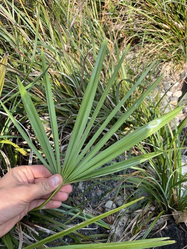 Trachycarpus fortunei (windmill palm) (alternate view 3)