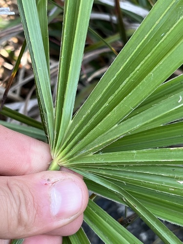 Trachycarpus fortunei (windmill palm) (alternate view 4)