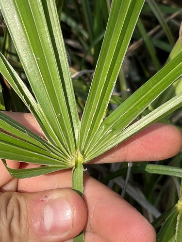 Trachycarpus fortunei (windmill palm) (alternate view 5)