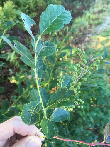 Lyonia ligustrina (He-huckleberry) (alternate view 5)