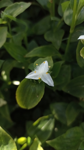 Tradescantia fluminensis (small-leaf spiderwort) (alternate view 9)