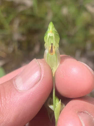 Pterostylis melagramma (tall greenhood) (alternate view 7)