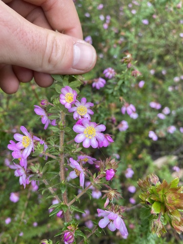 Bauera rubioides (River Rose) (alternate view 7)