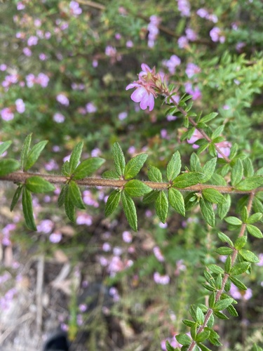 Bauera rubioides (River Rose) (alternate view 8)