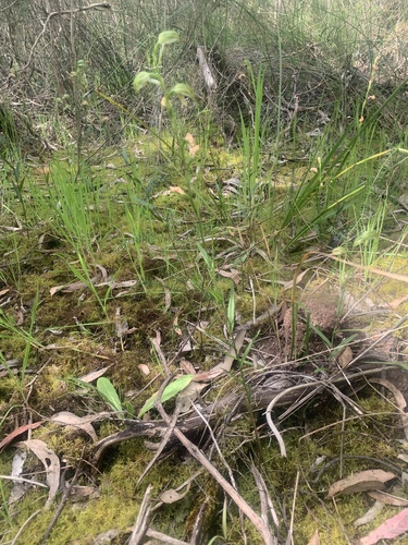 Pterostylis melagramma (tall greenhood) (alternate view 8)