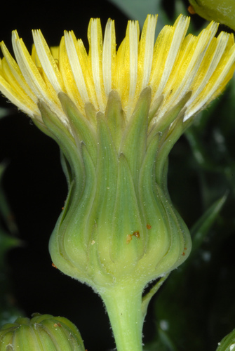 Sonchus asper (prickly sow thistle)