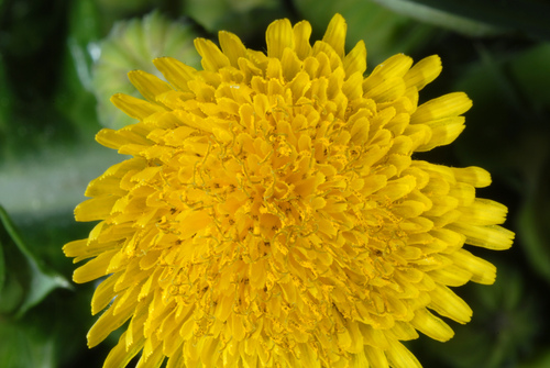 Sonchus asper (prickly sow thistle) (alternate view 2)