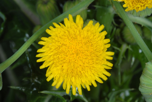 Sonchus asper (prickly sow thistle) (alternate view 3)