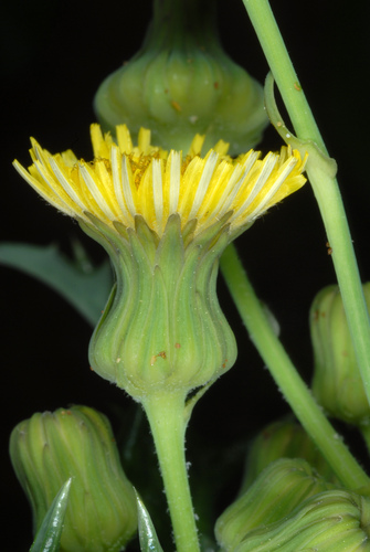 Sonchus asper (prickly sow thistle) (alternate view 4)