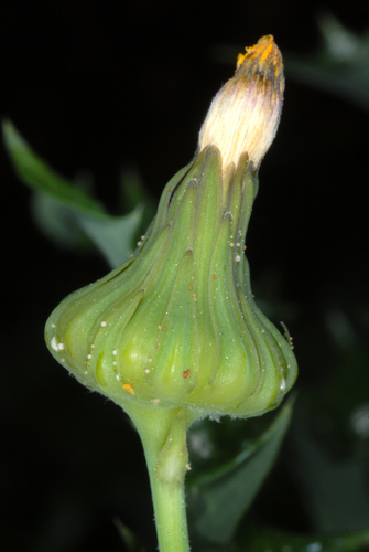 Sonchus asper (prickly sow thistle) (alternate view 5)