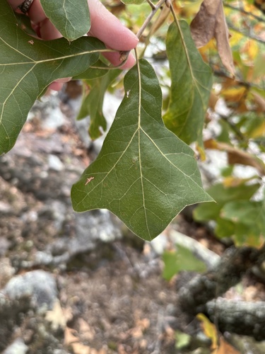 Quercus marilandica (blackjack oak) (alternate view 2)
