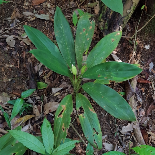 Aglaonema (Chinese evergreens) (alternate view 9)
