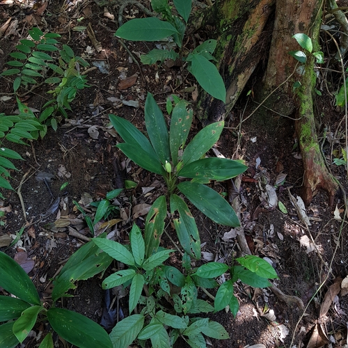 Aglaonema (Chinese evergreens) (alternate view 10)